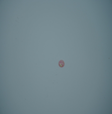 Opal Synthetic oval pink 8*10mm