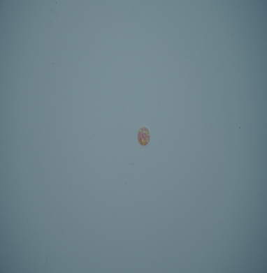 Opal synthetic oval PINK 6mn
